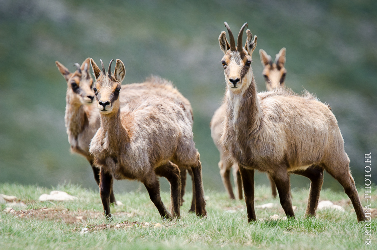 Isards dans les Pyrénées Orientales