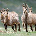 Isards dans les Pyrénées Orientales