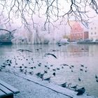 Isargestade an einem frostigen Morgen