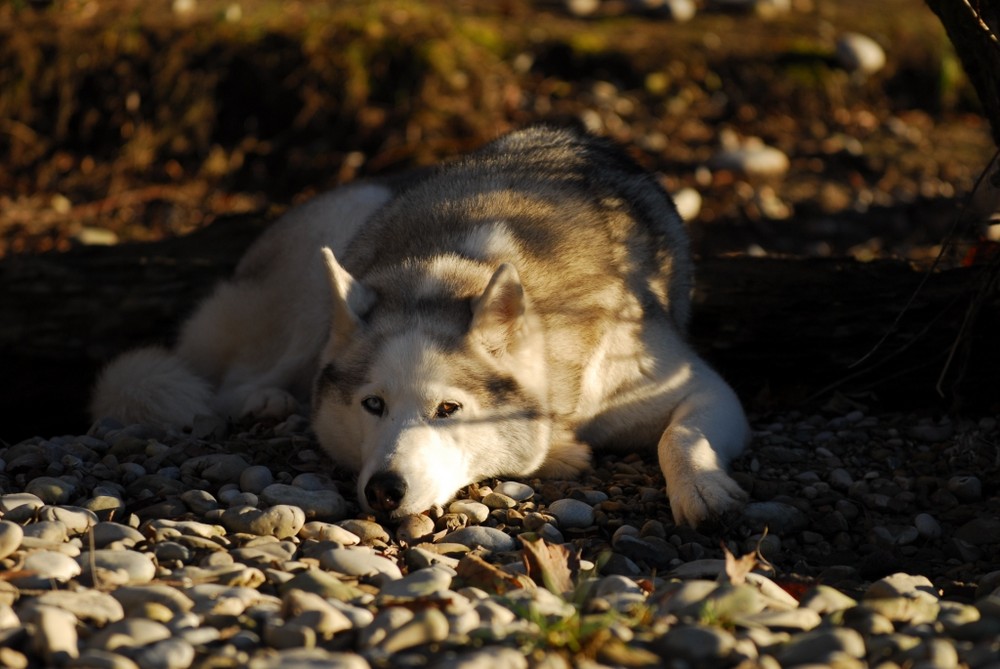 Isarufer und Husky