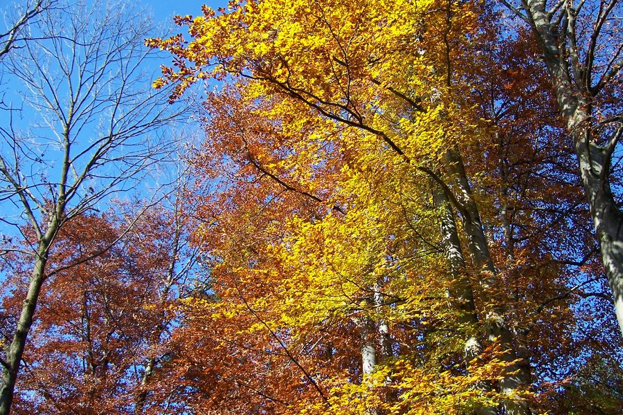 Isarweg ohne Weg