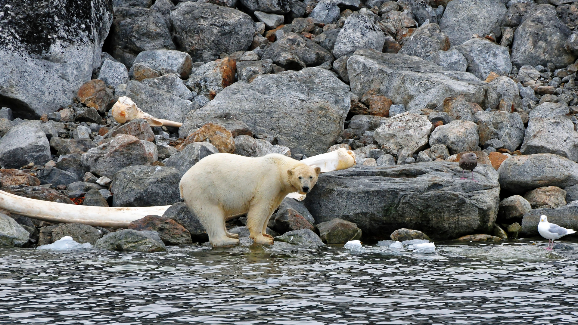 ISBJÖRN AND WHALEBONE ON SVALBARD