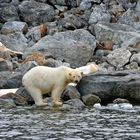 ISBJÖRN AND WHALEBONE ON SVALBARD