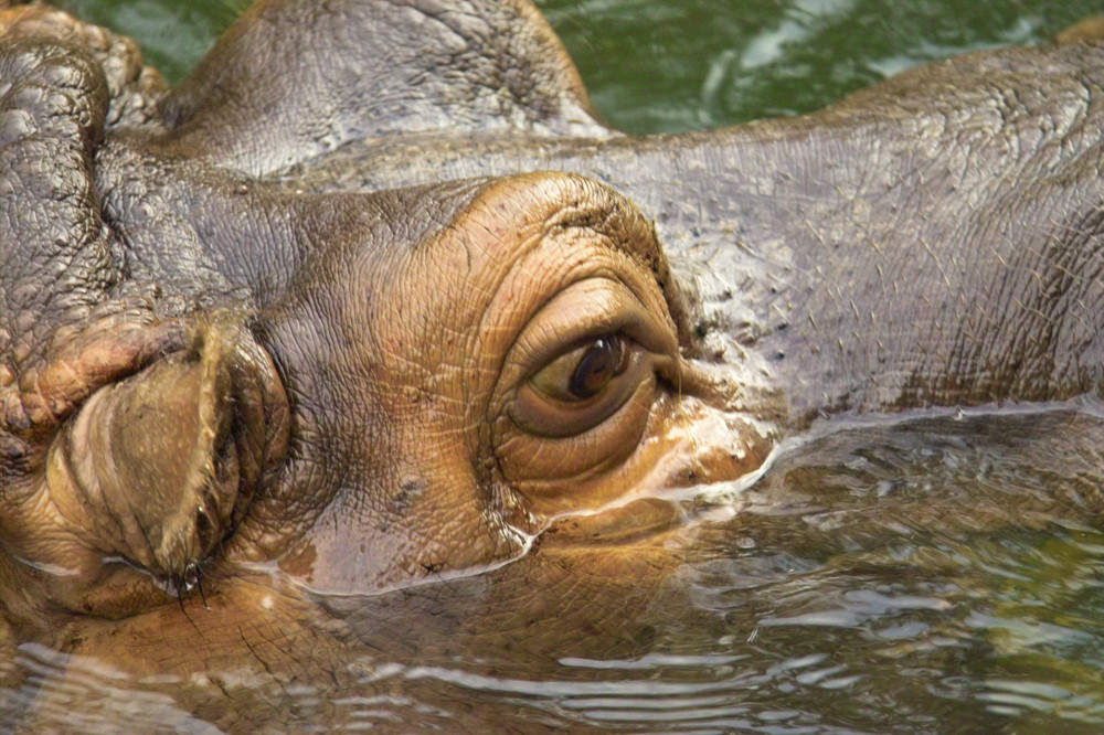 Isch gucke.... Hippo im Zoo Hannover