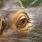 Isch gucke.... Hippo im Zoo Hannover