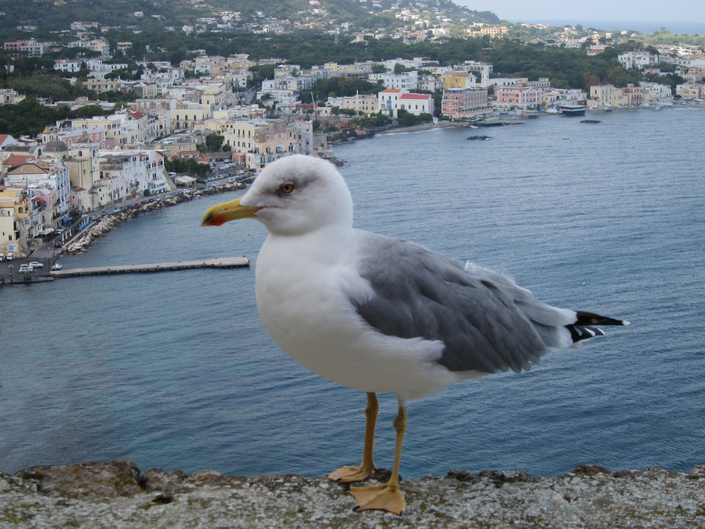 Ischia Porto