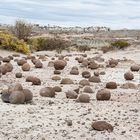 Ischigualasto 6