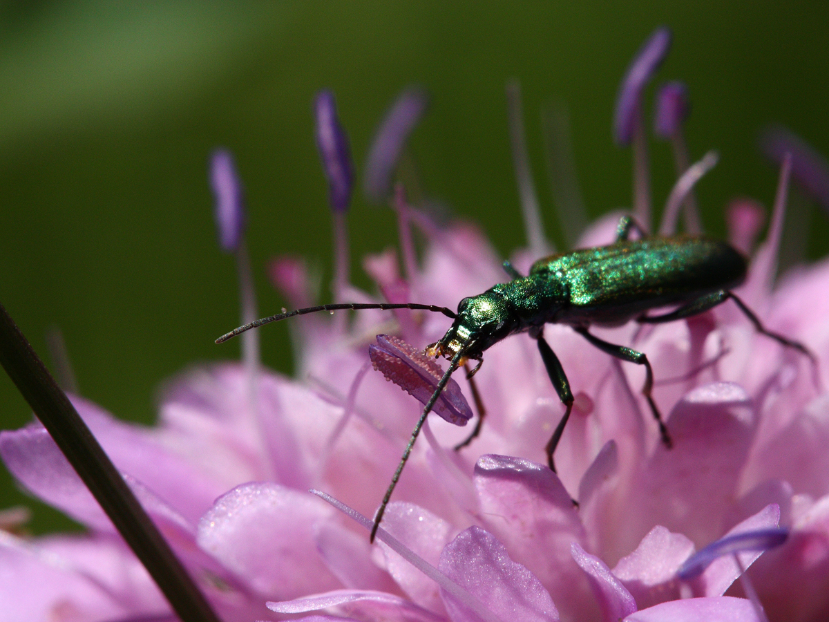 Ischnomera sp. (Scheinbockkäfer)