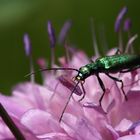 Ischnomera sp. (Scheinbockkäfer)