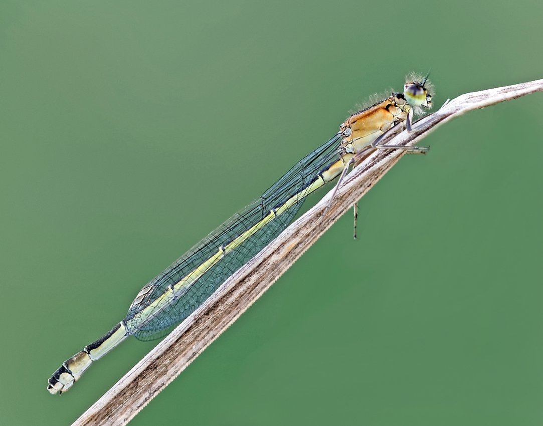 Ischnura elegans