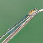 Ischnura elegans