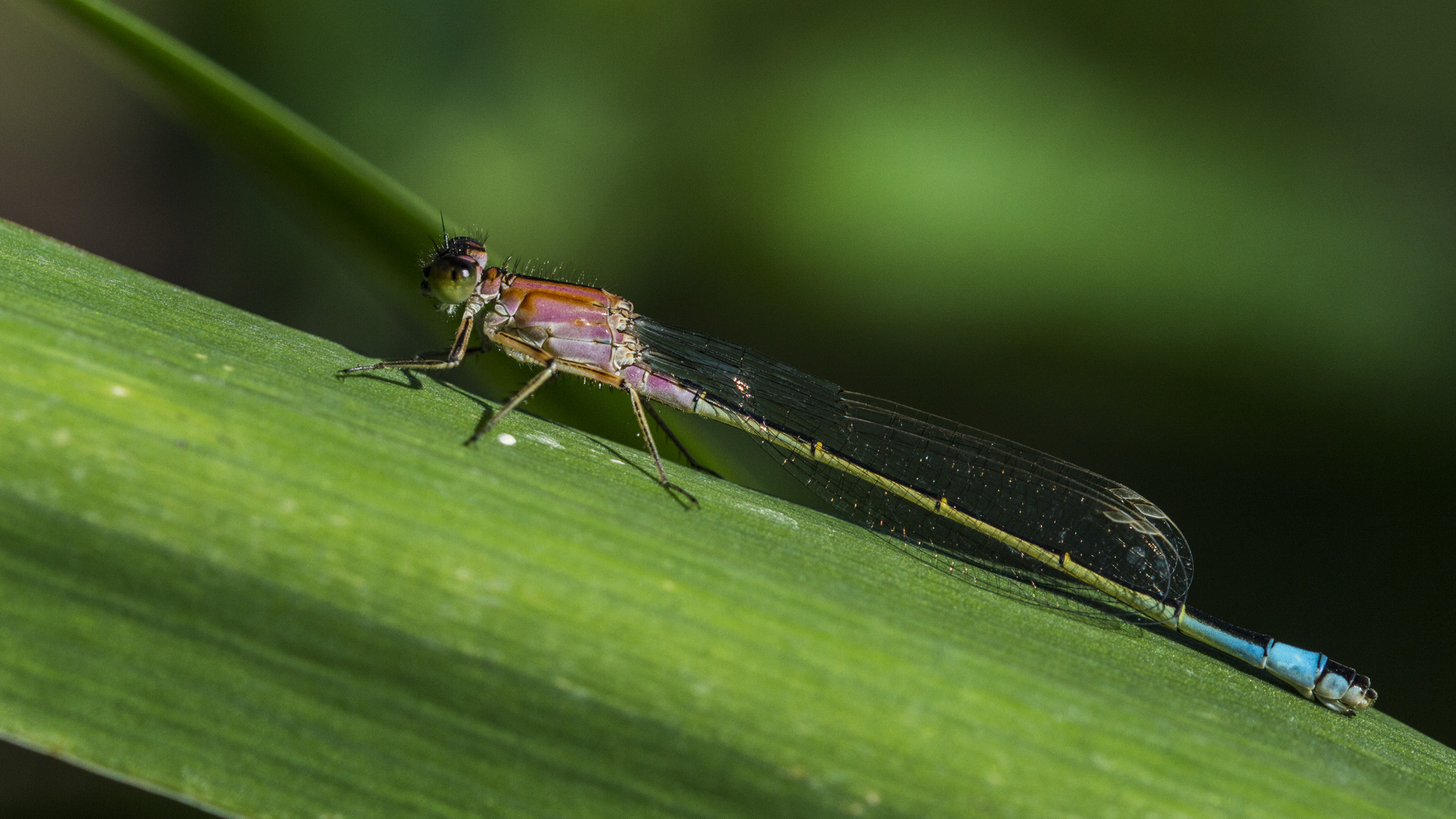 + + +  Ischnura elegans  + + +