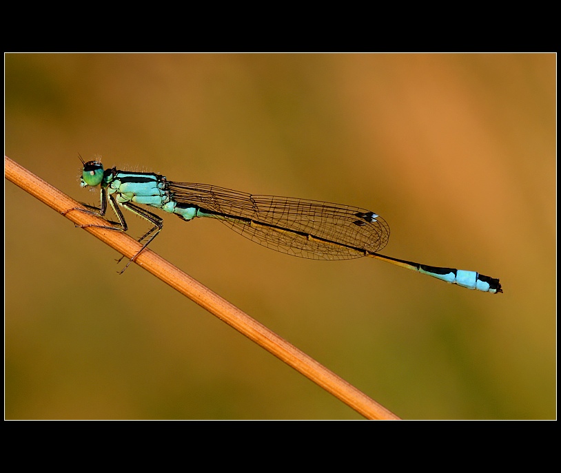 Ischnura elegans