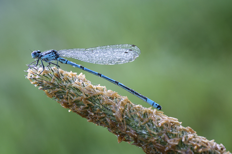 ischnura elegans