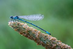 ischnura elegans