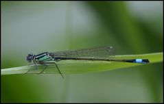 Ischnura elegans