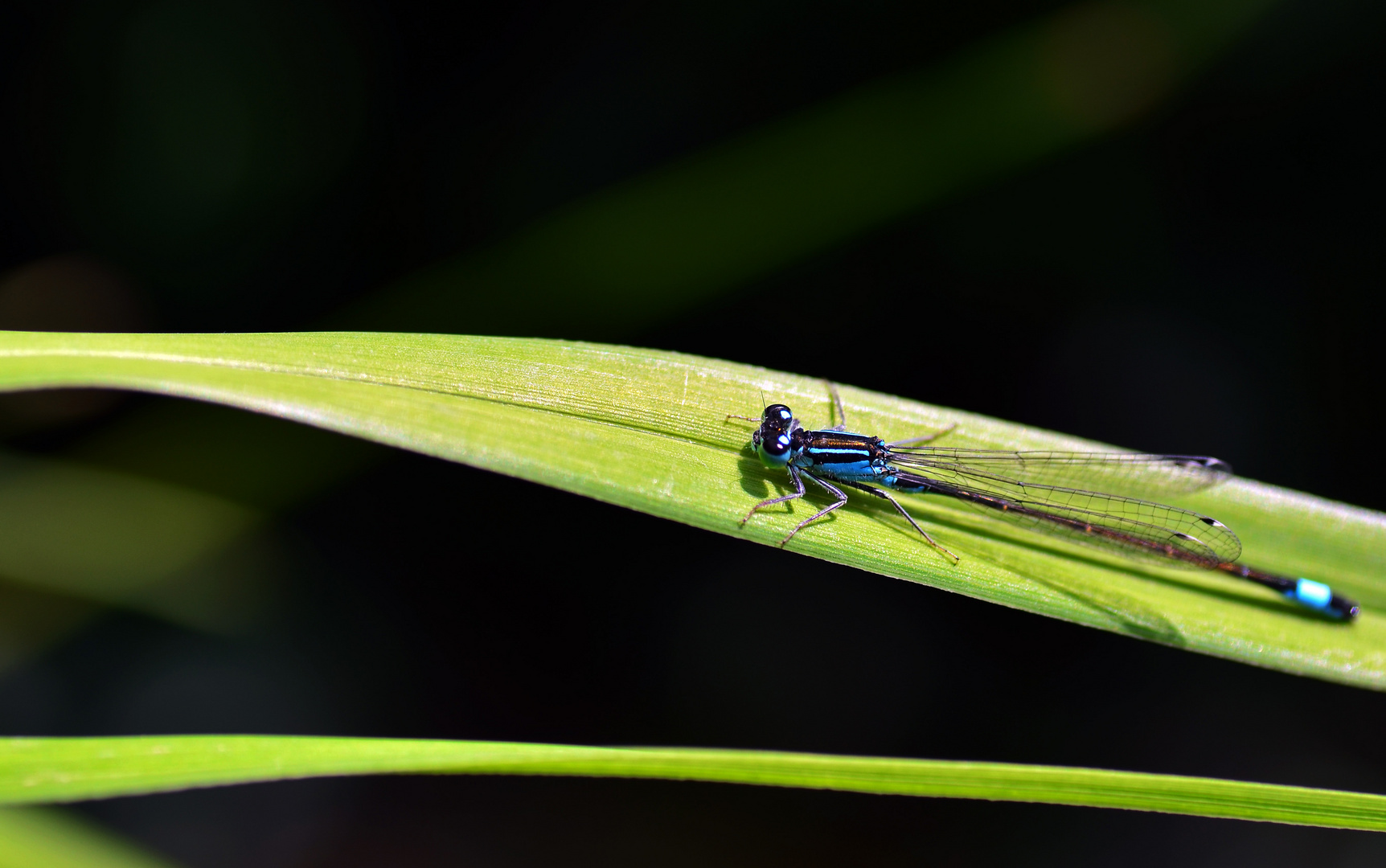 Ischnura Elegans