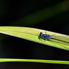 Ischnura Elegans