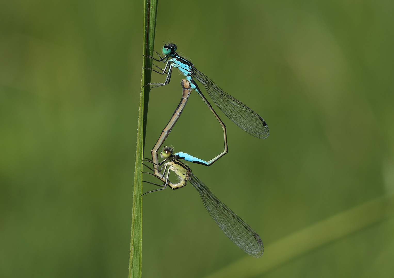 ischnura elegans