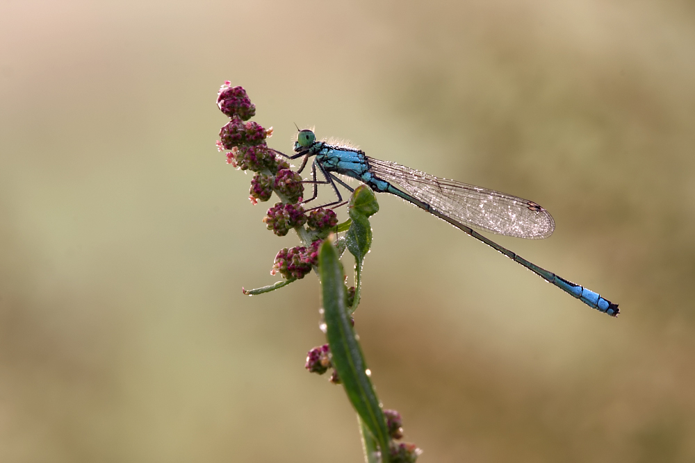 Ischnura elegans