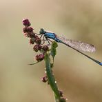 Ischnura elegans