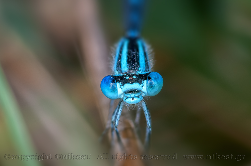 Ischnura elegans