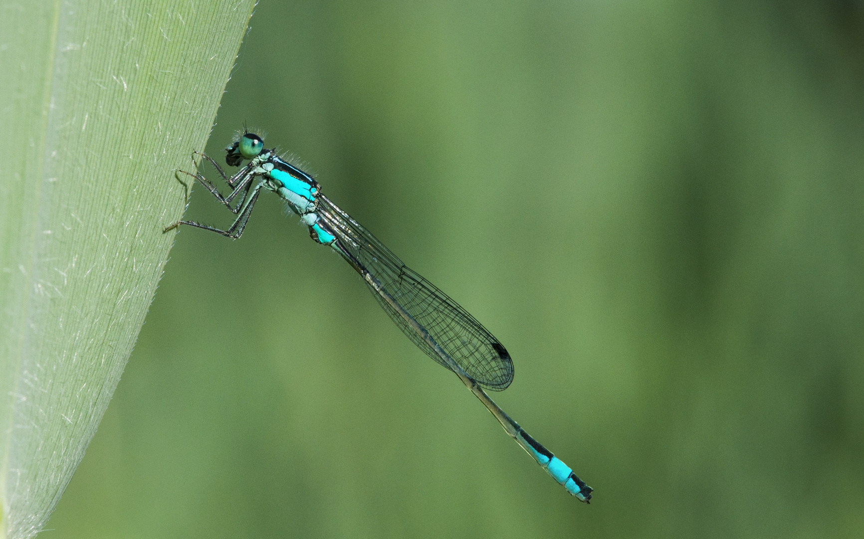 Ischnura elegans