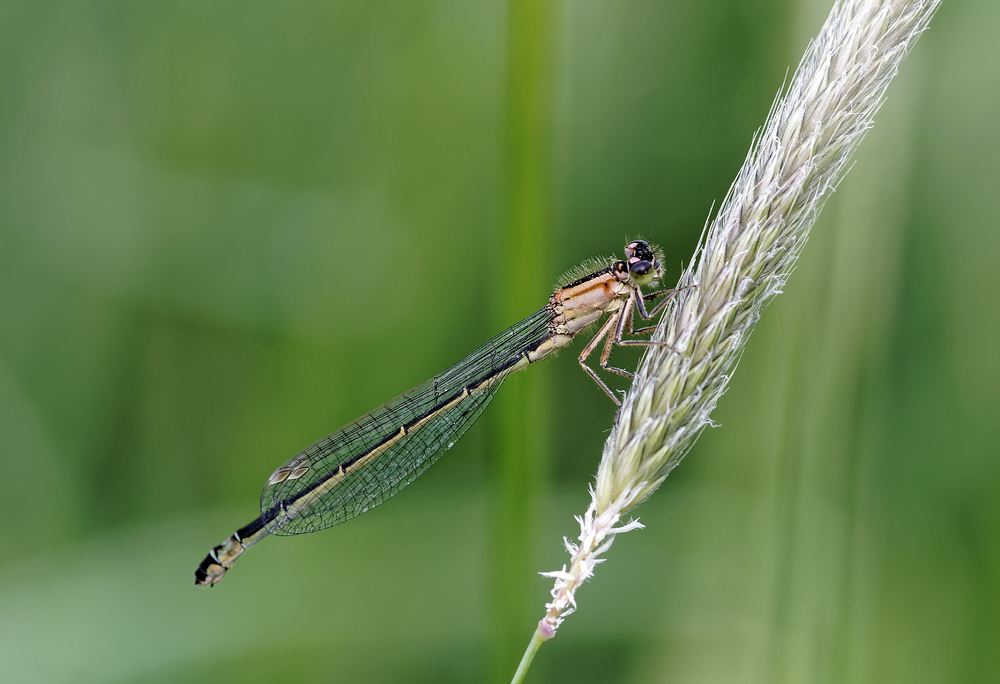 Ischnura elegans Foto & Bild makro, natur, macro Bilder auf