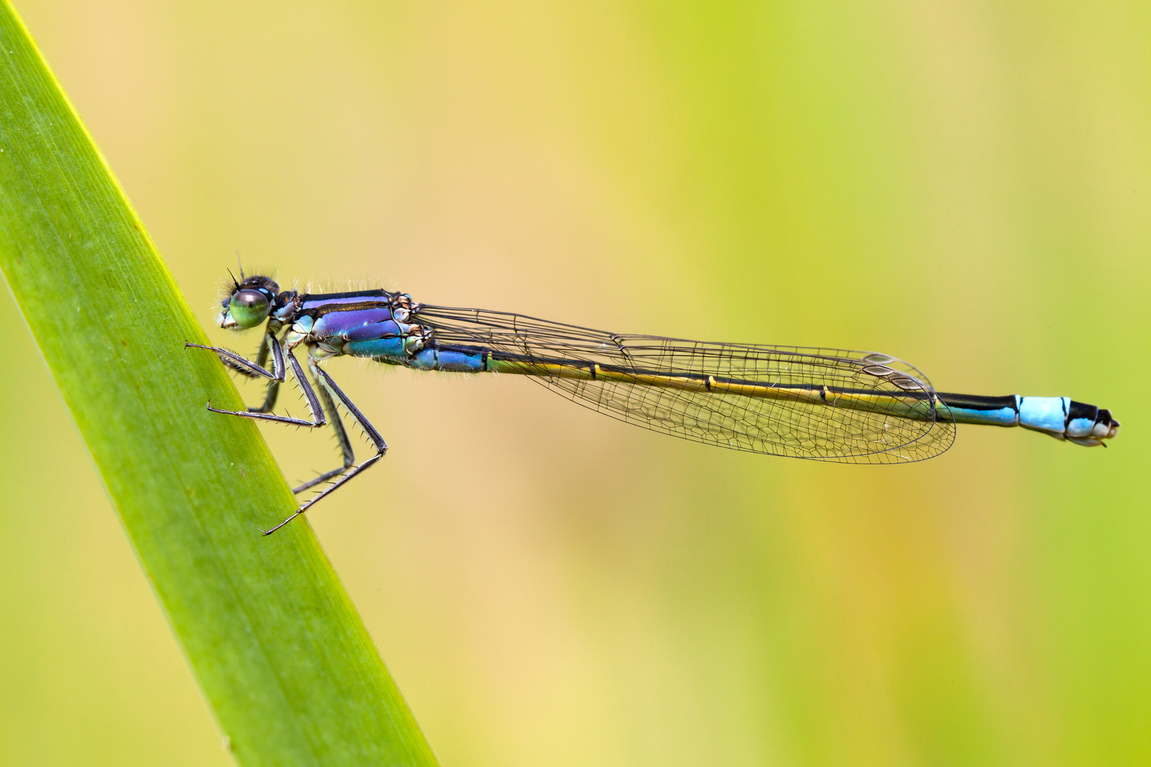 Ischnura elegans