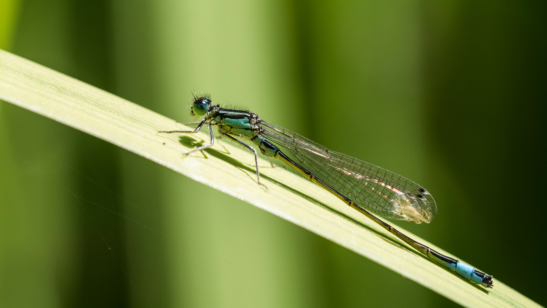 Ischnura elegans Foto & Bild fotos, natur, insekten Bilder auf