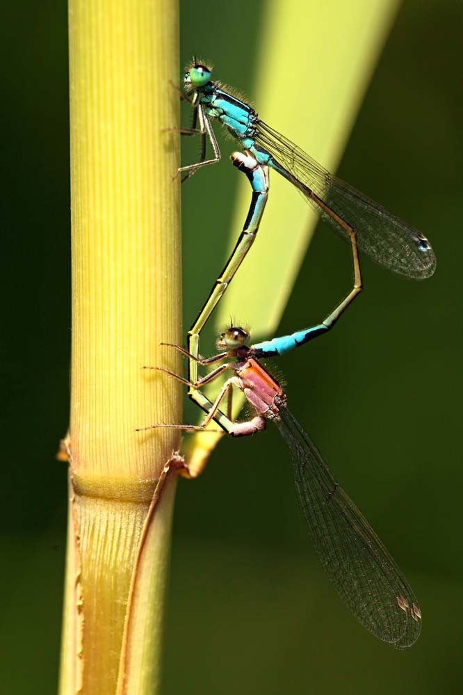 Ischnura elegans