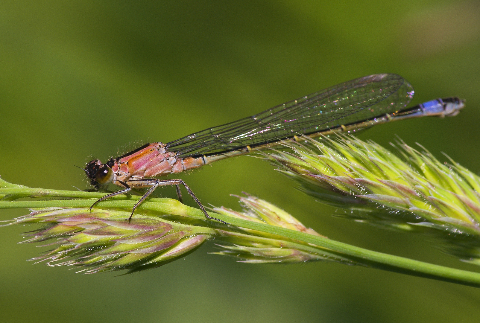 Ischnura elegans