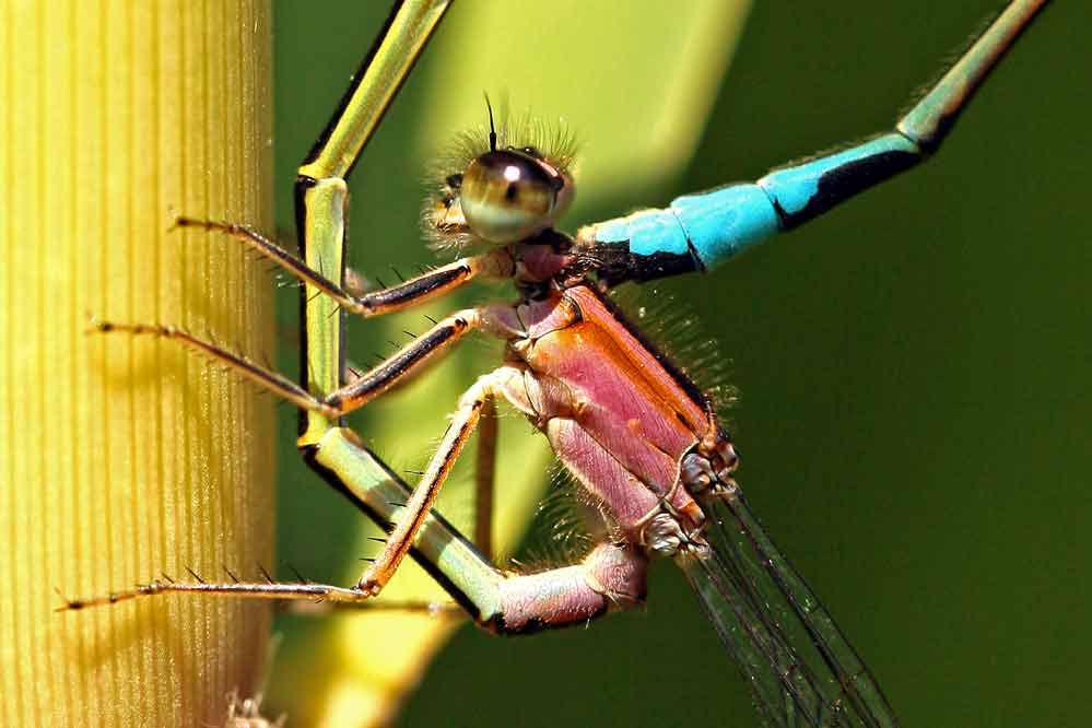 Ischnura elegans