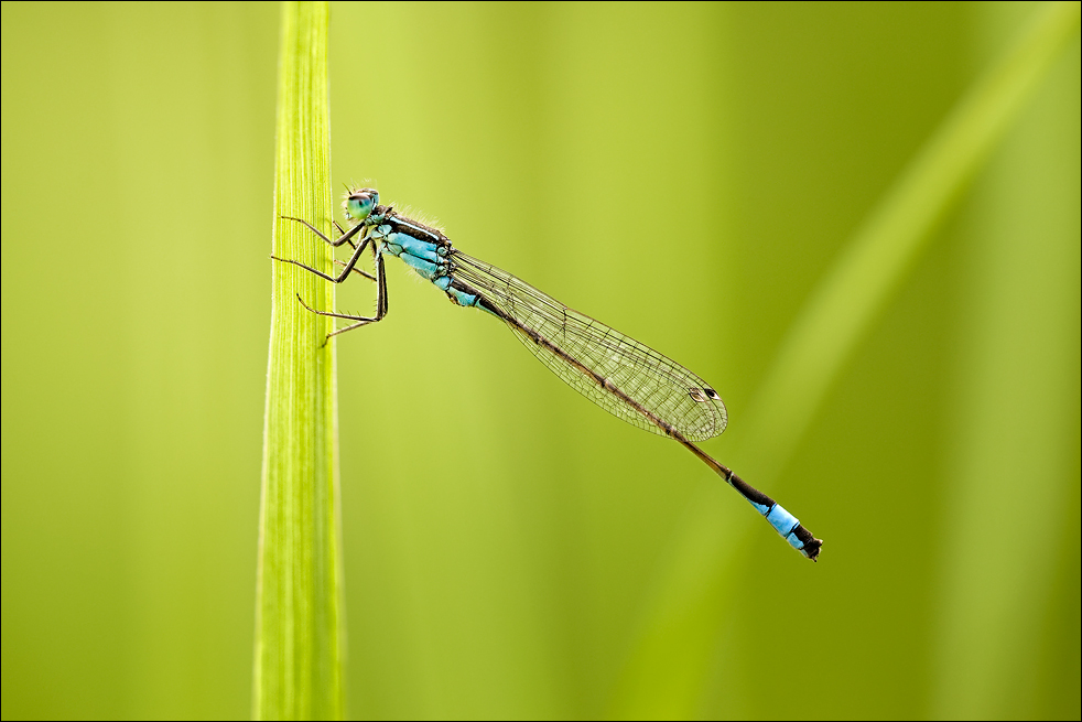 Ischnura elegans