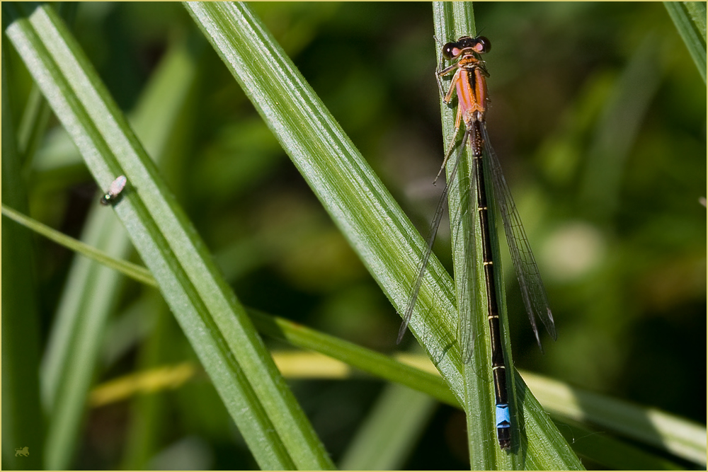 Ischnura elegans