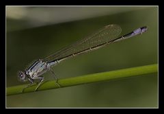 ~ Ischnura elegans ~