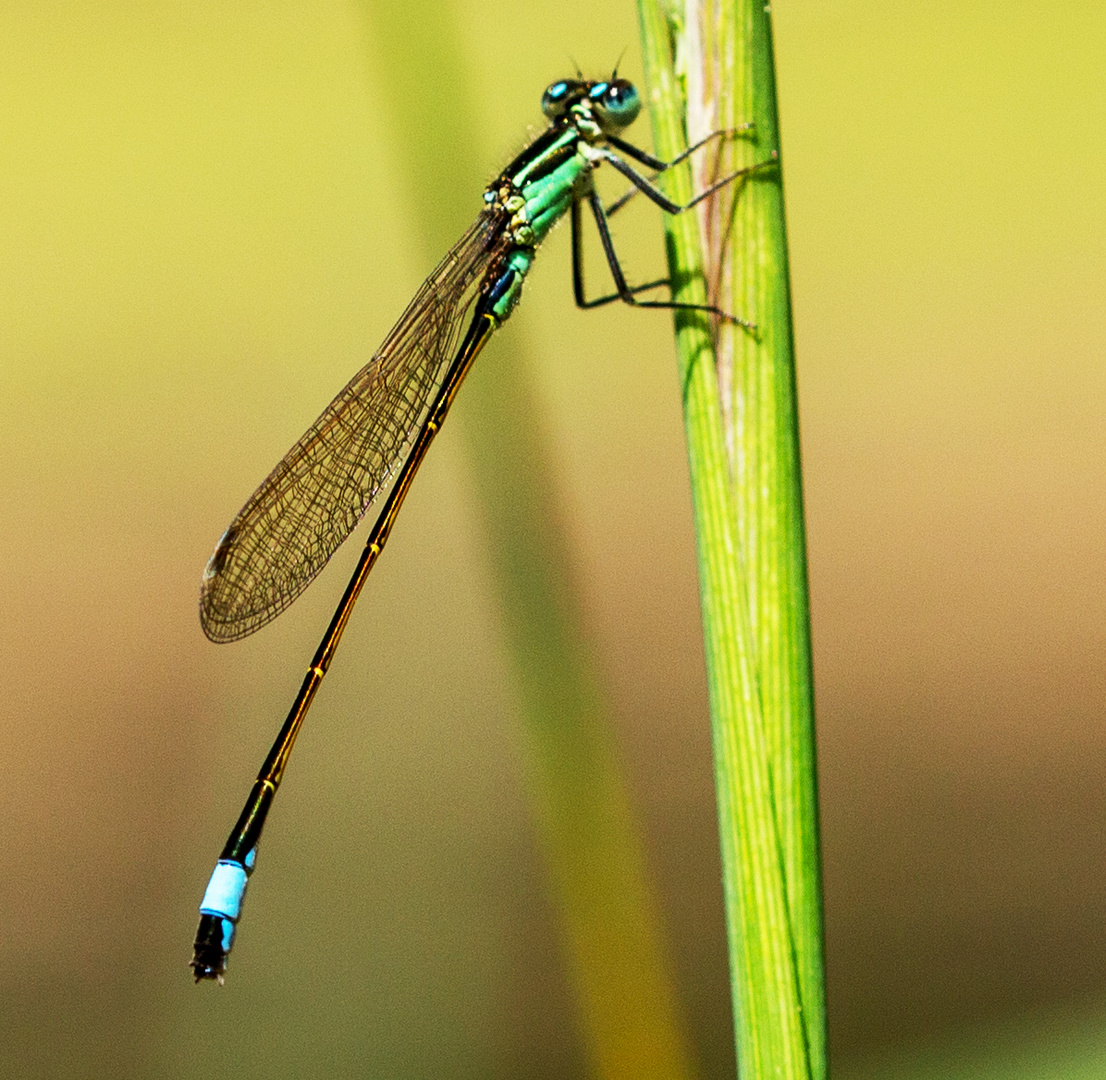 Ischnura elegans 