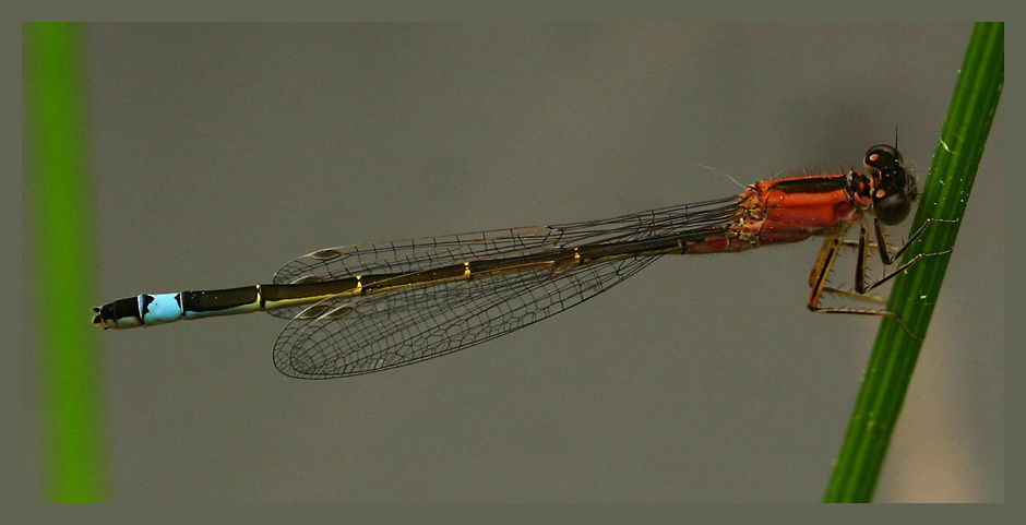 Ischnura elegans