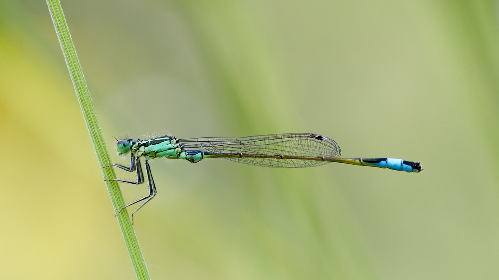 Ischnura elegans