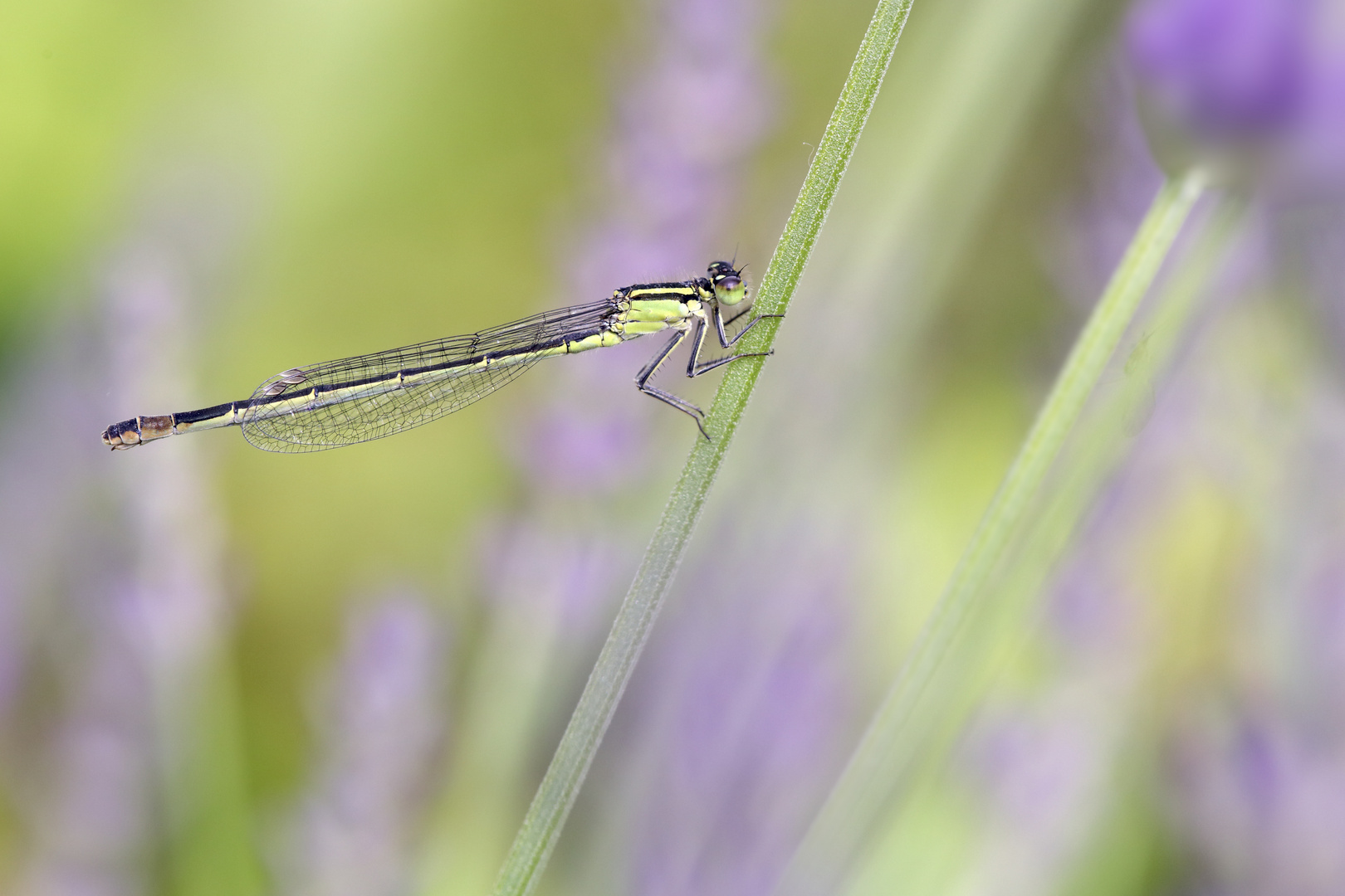 Ischnura elegans 