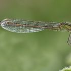  Ischnura elegans