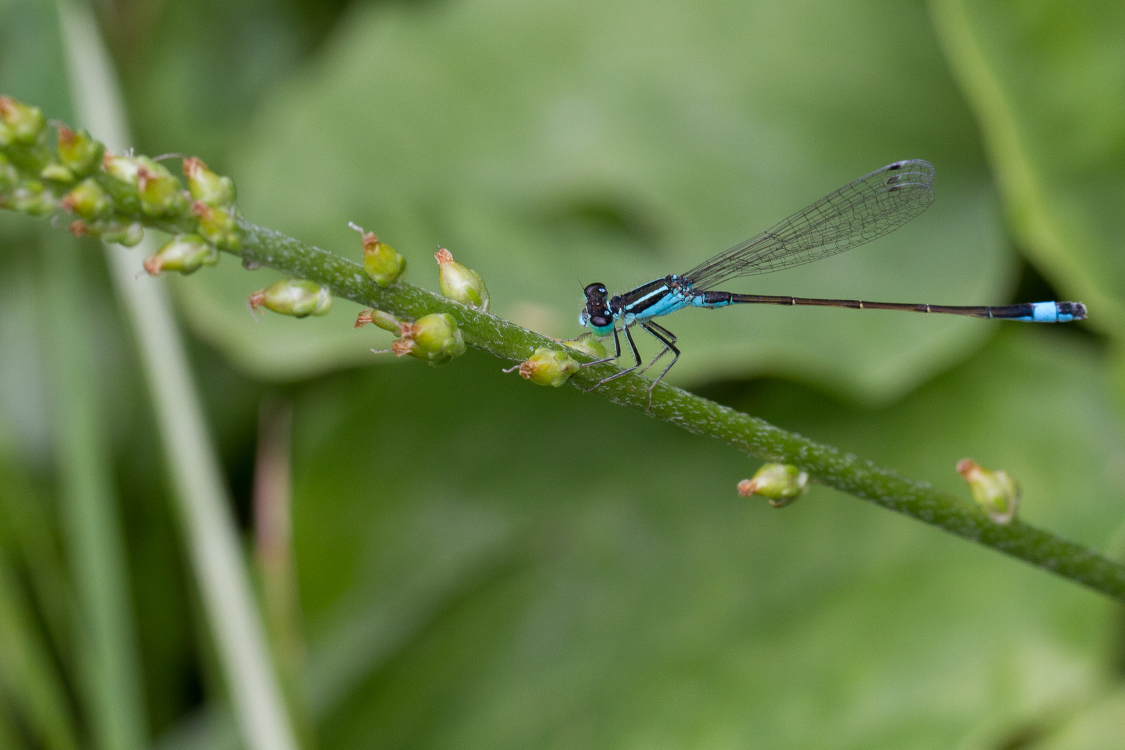 Ischnura elegans