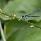 Ischnura elegans