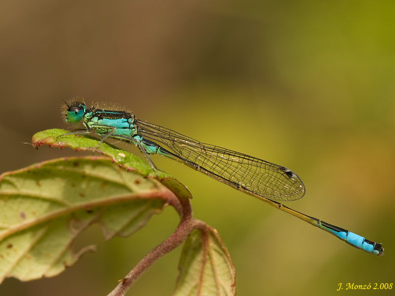 Ischnura elegans