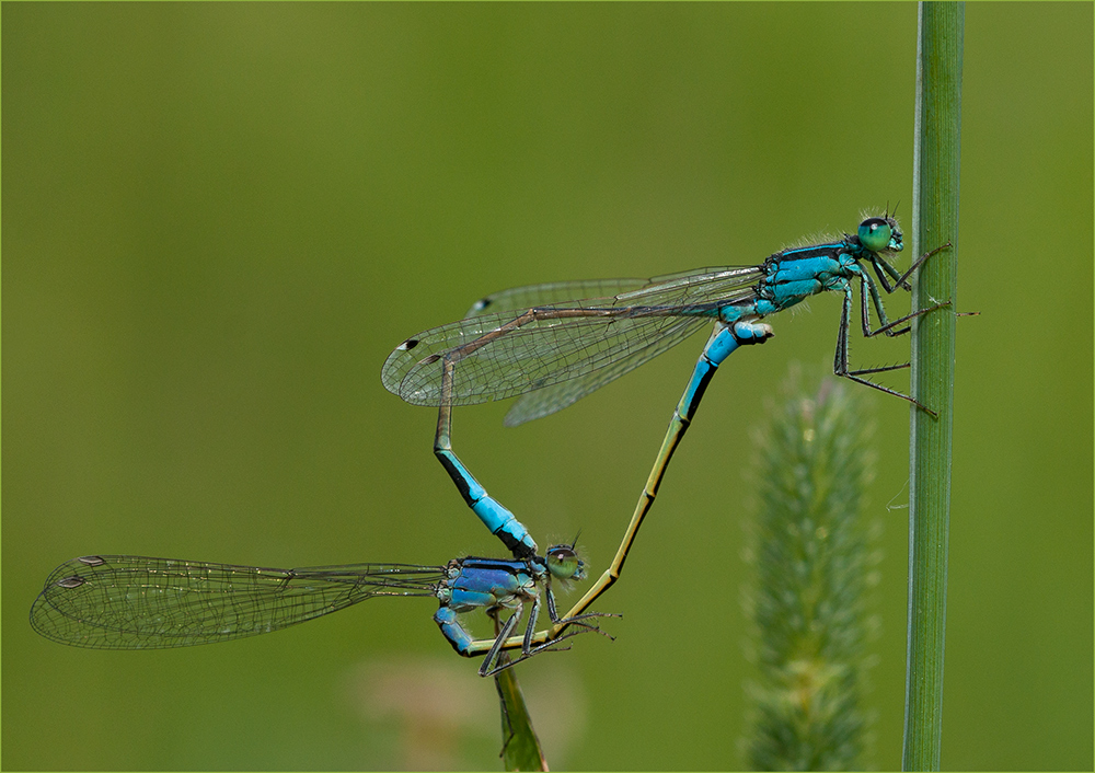 Ischnura elegans - die Große Pechlibelle