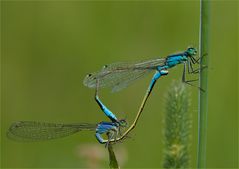 Ischnura elegans - die Große Pechlibelle