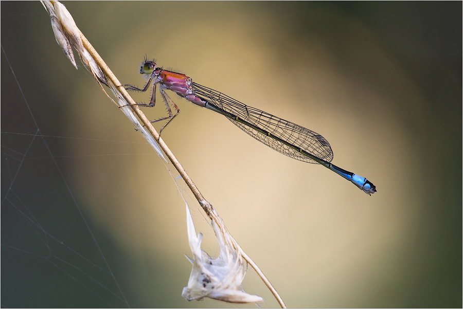 Ischnura elegans