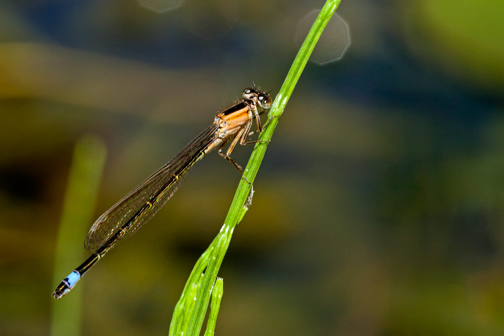 Ischnura elegans