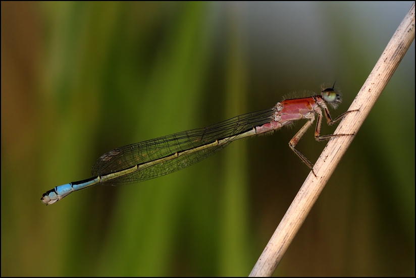 Ischnura elegans, f.rufescens, female