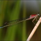 Ischnura elegans, f.rufescens, female